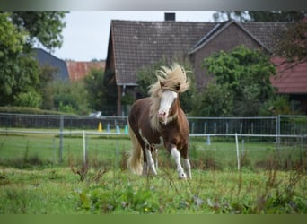 Icelandic Horse, Stallion, 4 years, 14 hh