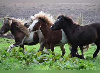 Icelandic Horse, Stallion, 4 years, 14 hh