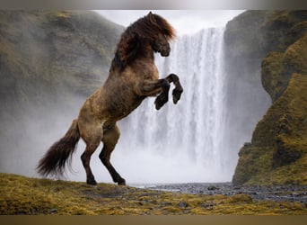 Icelandic Horse, Stallion, 4 years, 14,1 hh, Dun