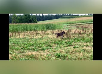 Icelandic Horse, Stallion, 4 years, Black