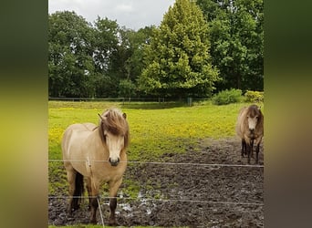 Icelandic Horse, Stallion, 4 years, Buckskin
