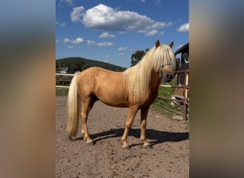 Icelandic Horse, Stallion, 5 years, 12.2 hh, Palomino