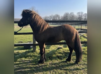 Icelandic Horse, Stallion, 5 years, 13.2 hh, Black