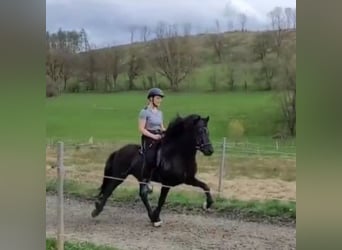 Icelandic Horse, Stallion, 5 years, 13.2 hh, Black