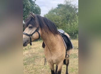 Icelandic Horse, Stallion, 5 years, 13.3 hh