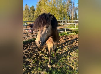Icelandic Horse, Stallion, 5 years, 13.3 hh