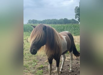 Icelandic Horse, Stallion, 5 years, 13.3 hh, Pinto