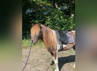 Icelandic Horse, Stallion, 5 years, 13.3 hh, Pinto