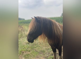 Icelandic Horse, Stallion, 5 years, 13.3 hh, Pinto