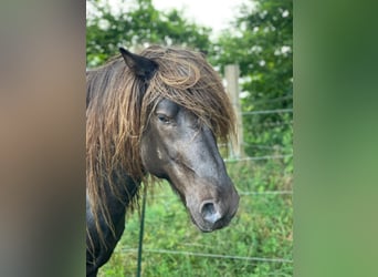 Icelandic Horse, Stallion, 5 years, 13.3 hh, Pinto