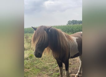 Icelandic Horse, Stallion, 5 years, 13.3 hh, Pinto