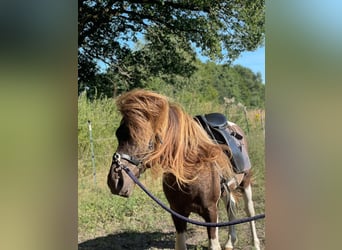 Icelandic Horse, Stallion, 5 years, 13.3 hh, Pinto