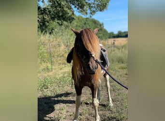 Icelandic Horse, Stallion, 5 years, 13.3 hh, Pinto