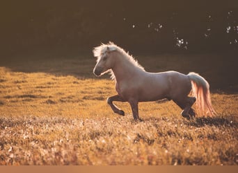 Icelandic Horse, Stallion, 5 years, 13,2 hh, Palomino