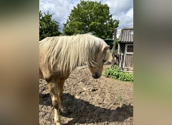 Icelandic Horse, Stallion, 5 years, 13,2 hh, Palomino