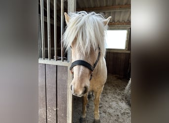 Icelandic Horse, Stallion, 5 years, 13,2 hh, Palomino