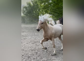 Icelandic Horse, Stallion, 5 years, 13,2 hh, Palomino