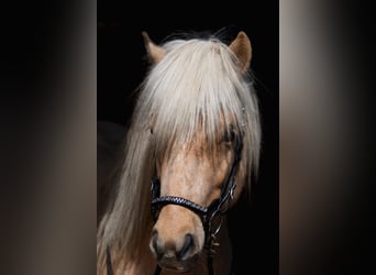Icelandic Horse, Stallion, 5 years, 13,2 hh, Palomino