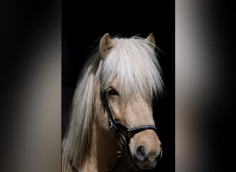 Icelandic Horse, Stallion, 5 years, 13,2 hh, Palomino