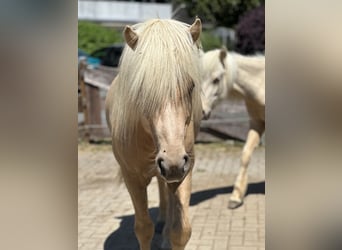 Icelandic Horse, Stallion, 5 years, 13,2 hh, Palomino