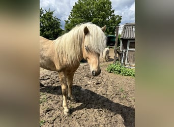 Icelandic Horse, Stallion, 5 years, 13,2 hh, Palomino