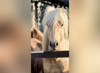 Icelandic Horse, Stallion, 5 years, 13,2 hh, Palomino