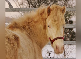 Icelandic Horse, Stallion, 5 years, 13,3 hh