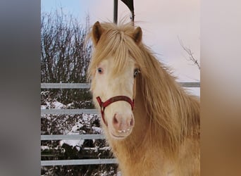 Icelandic Horse, Stallion, 5 years, 13,3 hh