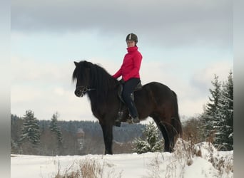 Icelandic Horse, Stallion, 5 years, 14.2 hh, Black
