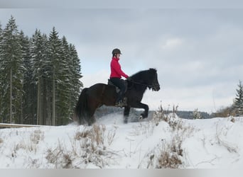 Icelandic Horse, Stallion, 5 years, 14.2 hh, Black