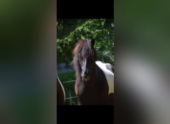 Icelandic Horse, Stallion, 5 years