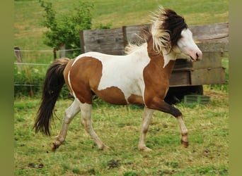 Islandpferd, Hengst, 6 Jahre, 13,1 hh, Schecke