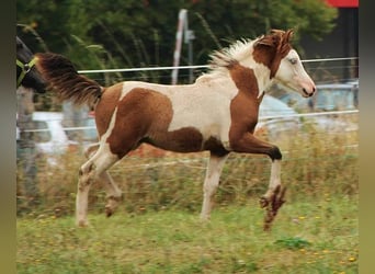 Islandpferd, Hengst, 6 Jahre, 13,1 hh, Schecke