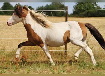 Islandpferd, Hengst, 6 Jahre, 13,1 hh, Schecke