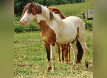 Islandpferd, Hengst, 6 Jahre, 13,1 hh, Schecke