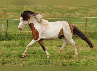 Islandpferd, Hengst, 6 Jahre, 13,1 hh, Schecke