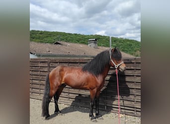 Icelandic Horse, Stallion, 6 years, 13.2 hh, Brown