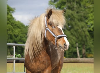 Icelandic Horse, Stallion, 6 years, 13.2 hh, Pinto