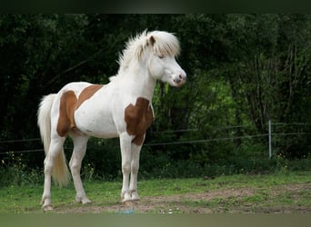 Icelandic Horse, Stallion, 6 years, 13.2 hh, Tovero-all-colors Icelandic Horse, Stallion, 6 years, 13.2 hh, Tovero-all-colors