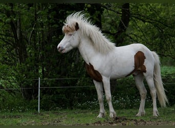 Icelandic Horse, Stallion, 6 years, 13.2 hh, Tovero-all-colors Icelandic Horse, Stallion, 6 years, 13.2 hh, Tovero-all-colors