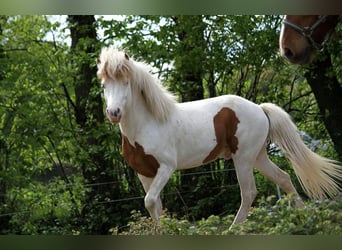 Icelandic Horse, Stallion, 6 years, 13.2 hh, Tovero-all-colors Icelandic Horse, Stallion, 6 years, 13.2 hh, Tovero-all-colors