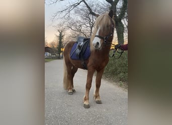Icelandic Horse, Stallion, 6 years, 13 hh, Chestnut-Red