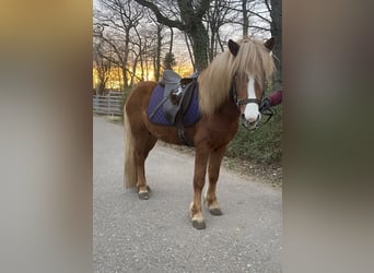 Icelandic Horse, Stallion, 6 years, 13 hh, Chestnut-Red