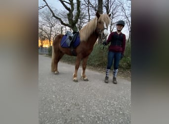 Icelandic Horse, Stallion, 6 years, 13 hh