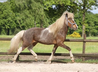 Icelandic Horse, Stallion, 6 years, 13,2 hh, Pinto
