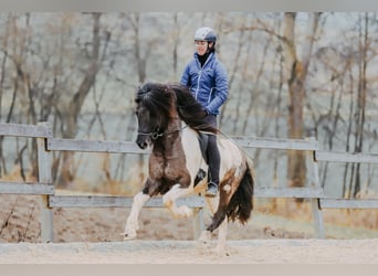 Icelandic Horse, Stallion, 6 years, 14,2 hh, Pinto