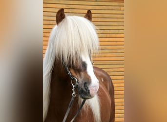 Icelandic Horse, Stallion, 7 years, 13.2 hh, Chestnut-Red
