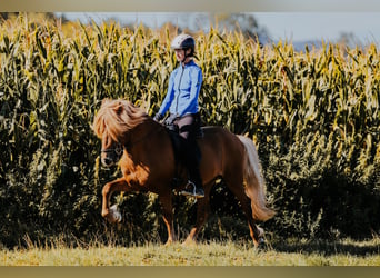 Icelandic Horse, Stallion, 7 years, 14.2 hh, Chestnut-Red