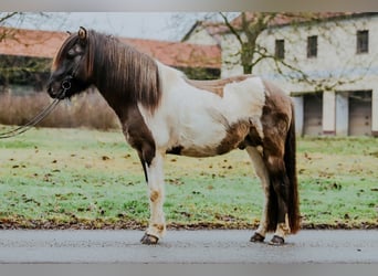 Icelandic Horse, Stallion, 7 years, 14.2 hh, Pinto