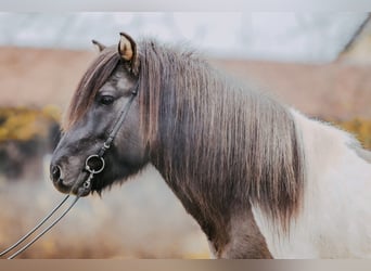 Icelandic Horse, Stallion, 7 years, 14.2 hh, Pinto